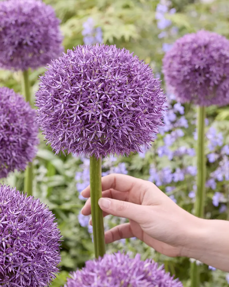 Allium